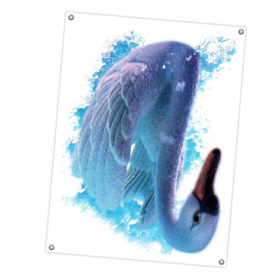 fleshwater-swan-drapeau-tissu-36x48-cygne image 1